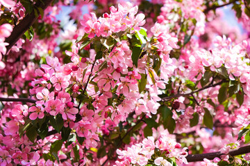 Pink flowes aganist blue sky. Cherry blossom pink