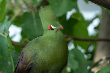 Guinea turaco (Tauraco persa) or the green turaco or green lourie perched in a tree in the rainforest.