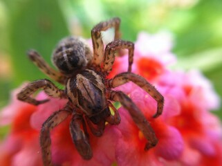 aranha
