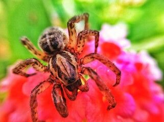 aranha