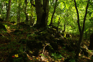 Undergrowth in autumn with flowers, colorful leaves and moss on the tree roots