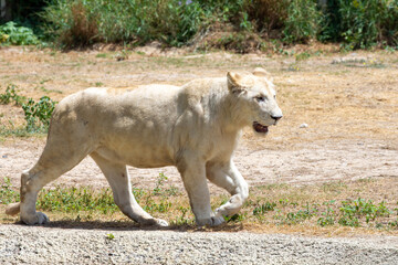 A female african White Lion (panthera leo) walking. - Powered by Adobe