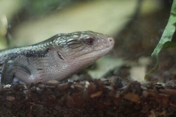 reptil lagarto