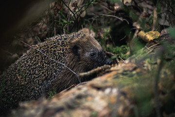 Igel im unterholz