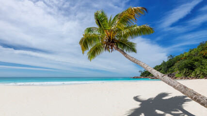 Palm tree on tropical white sand beach and tropical sea