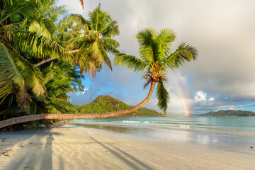 Tropical beach at sunrise. Palm trees on the beach at sunrise in tropical island, Praslin,...