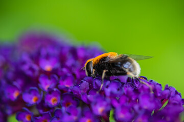 Hummel auf einem Flieder