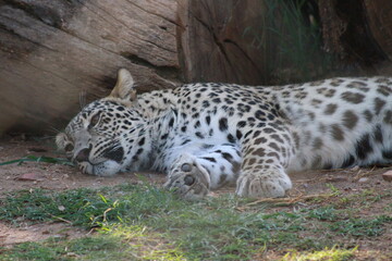 leopardo