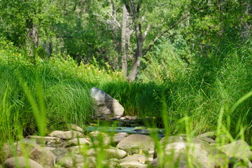 little pond in the forest