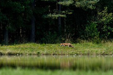 Fuchs am Wasser