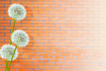 Fluffy flower dandelion on a brick wall background.