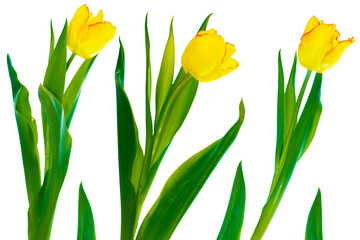 spring colorful flowers yellow tulips. floral collection.