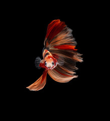 A betta fish is a small, freshwater fish that is brightly colored, has long fins and is sometimes called a Siamese fighting fish. This is one of kind betta fish called Nemo Halfmoon Betta Fish.