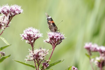 Un papillon dans un parc rennais © Cécile Haupas