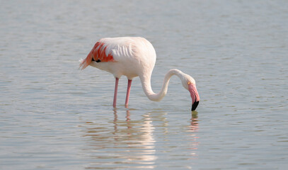 flock of flamingos in their natural ecosystem,Phoenicopterus
