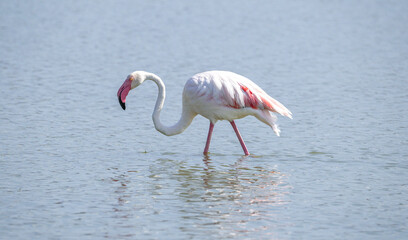 flock of flamingos in their natural ecosystem,Phoenicopterus
