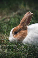 Hase im Gras