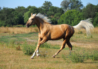 Beautiful palomino warmblood   mare galloping 