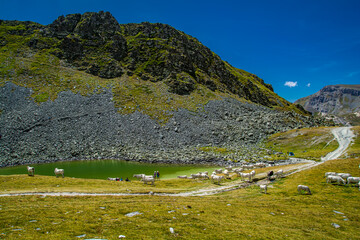 Vacche si dissetano con le fresche acque del Lago della Meja (Valle Maira – Cuneo)