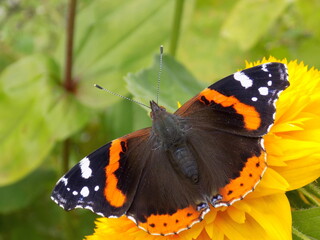 Red admiral butterfly on a yellow flower.