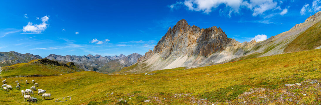 Vacche si dissetano con le fresche acque del Lago della Meja (Valle Maira &ndash; Cuneo)