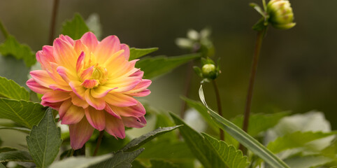 Beautiful pink-yellow flower on a green background, copy-space