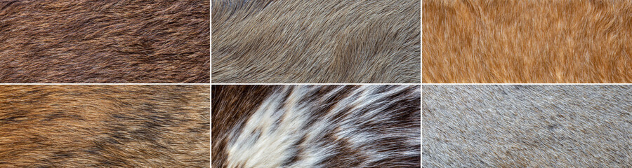 collection of natural wild fur backgrounds	
