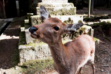 Obraz premium Deer in the woods, Nara Japan
