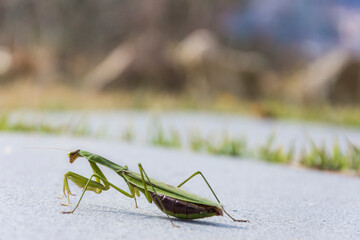 grasshopper on the grass