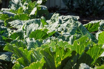 Watering garden, white cabbage in drops of water