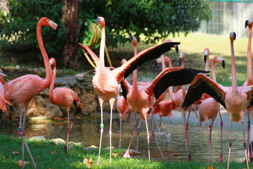 flamingos
