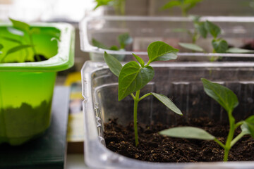 Green pepper seedlings on a blurred background. Pepper seedlings