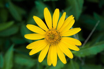 Yellow daisy flower. Yellow flower of Leopard's Bane (Doronicum orientale) in garden. General view of a single of flowering plants. Like a sun.