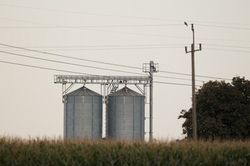 Fototapeta na wymiar Corn field with silos in the background