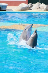 dolphins