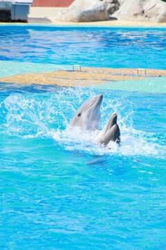 dolphins © Comprimido