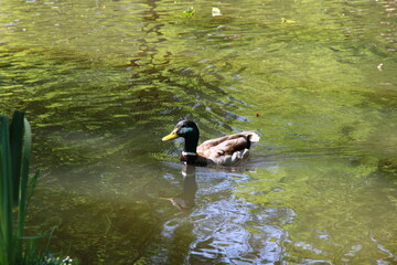 passaro garça animal