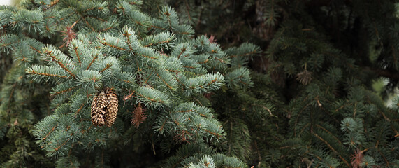 panoramic photo of spruce with cones, with copy-space