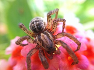 spider