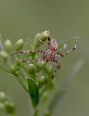 Small spider closeup on green plant
