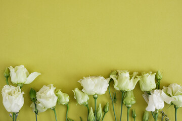 Lemon white and green roses on a green background, postcard, copy space, top view, mock up