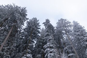 snow covered trees