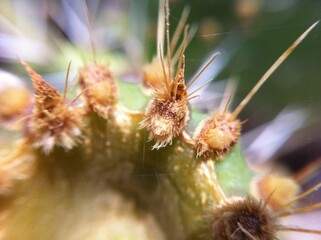 planta verde natureza