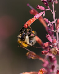 bee closeup feeding on pink blossom