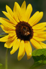 sun flower closeup with bee