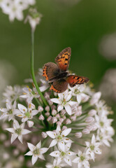 brown orange butterfy on white tiny blossoms closeup