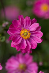 Obraz premium Pink flower closeup summertime background 