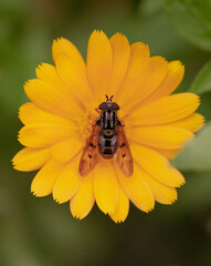Hoverfly macro on yellow flower