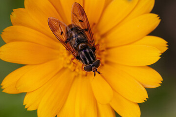 Hoverfly closeup on yellow flower