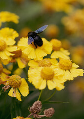 black carpenter bee on yellow flower macro